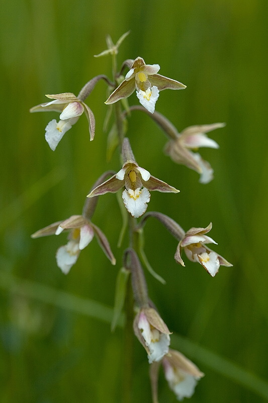 kruštík močiarny Epipactis palustris (L.) Crantz