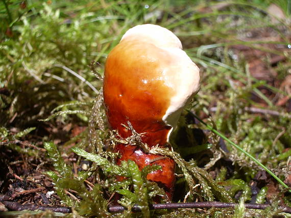 lesklokôrovka obyčajná Ganoderma lucidum (Curtis) P. Karst.