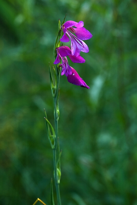 mečík močiarny Gladiolus palustris Gaudin