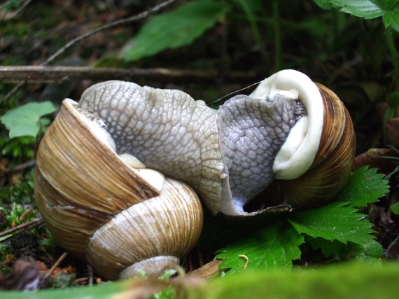 slimák záhradný Helix pomatia