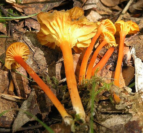 lúčnica kuriatkovitá  Hygrocybe lepida Arnolds