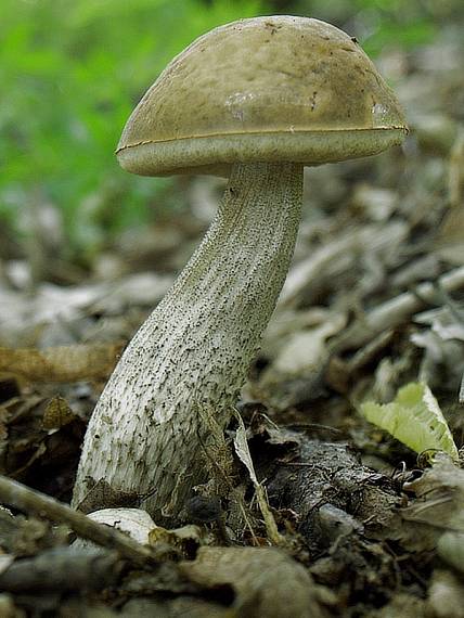 kozák hrabový Leccinum pseudoscabrum (Kallenb.) Šutara