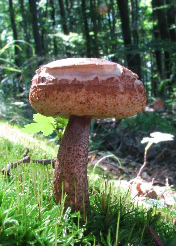 kozák hrabový Leccinum pseudoscabrum (Kallenb.) Šutara