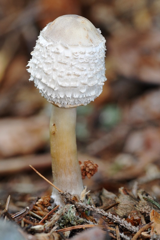 bedľa hustošupinatá? Macrolepiota puellaris?