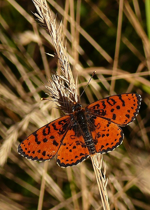 hnedáčik pyštekový  Melitaea didyma