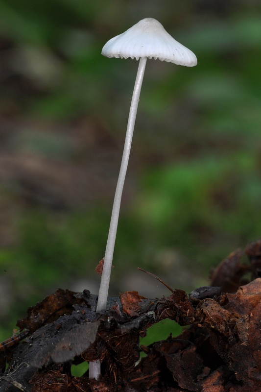 prilbička Mycena sp.