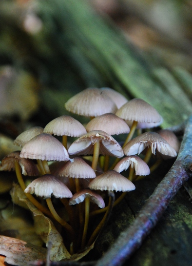 prilbička Mycena sp.