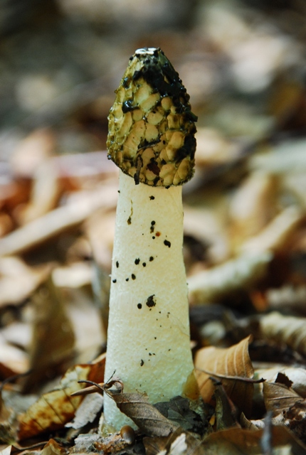 hadovka smradľavá Phallus impudicus L.