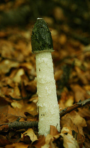 hadovka smradľavá Phallus impudicus L.