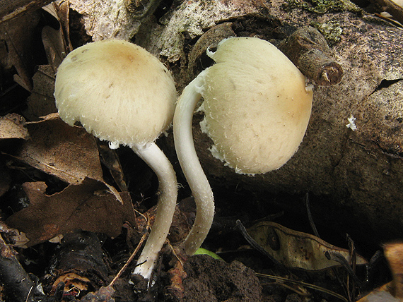 drobuľka Psathyrella sp.