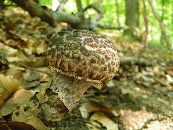 šiškovec šupinatý Strobilomyces strobilaceus (Scop.) Berk.