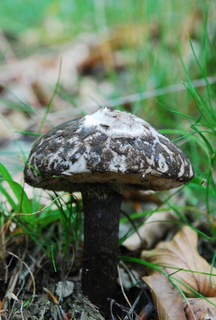 šiškovec šupinatý Strobilomyces strobilaceus (Scop.) Berk.