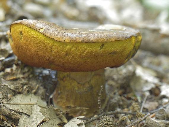 hríb zrnitohlúbikový Sutorius luridiformis (Rostk.) G. Wu & Zhu L. Yang