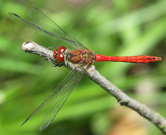 vážka červená Sympetrum sanguineum