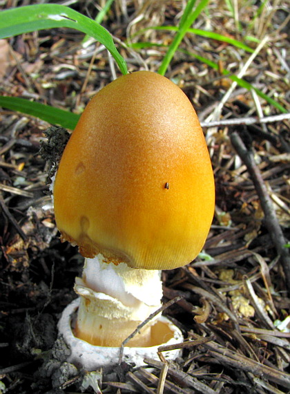 muchotrávka oranžová Amanita crocea (Quél.) Singer