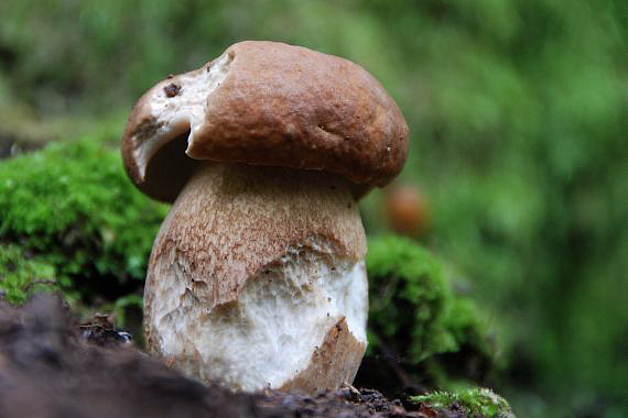 hríb dubový Boletus reticulatus Schaeff.