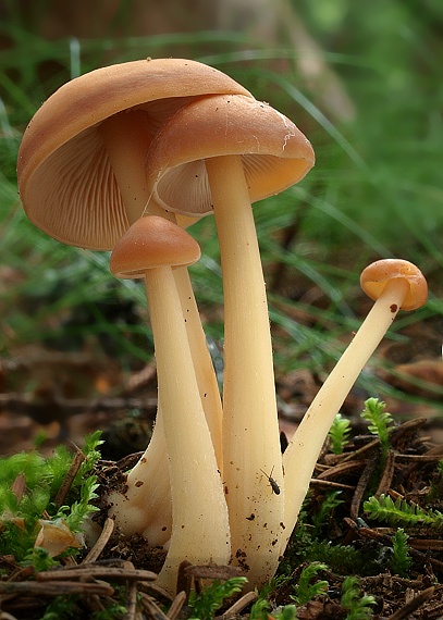 peniazovka Collybia sp.