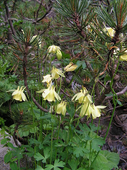 orlíček Aquilegia aurea Janka