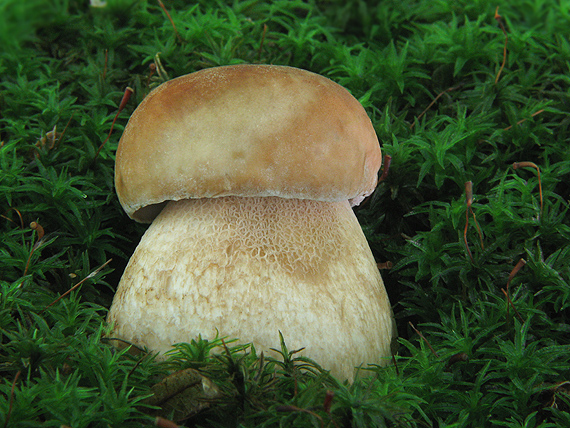 hríb smrekový Boletus edulis Bull.