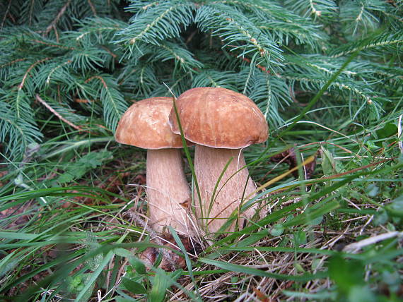 hríb smrekový Boletus edulis Bull.