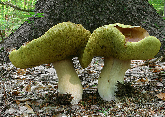 hríb smrekový Boletus edulis Bull.