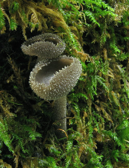 chriapač brvitý Helvella macropus (Pers.) P. Karst.