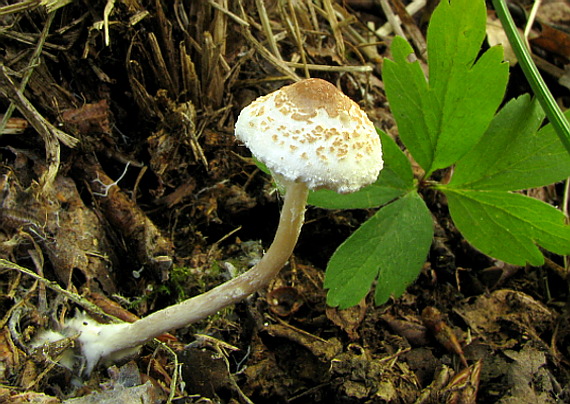 bedlička  Lepiota sp.