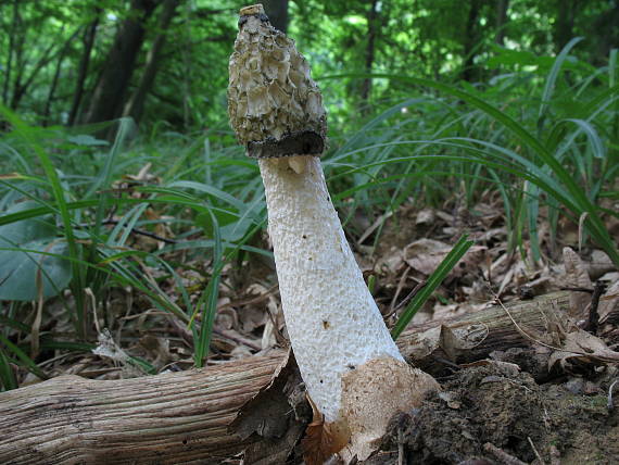 hadovka smradľavá Phallus impudicus L.