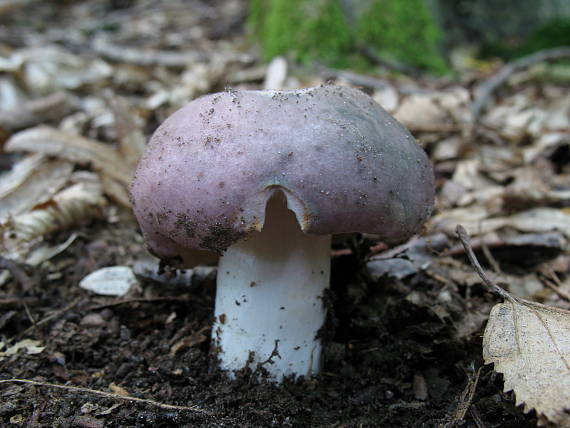 plávka modrastá Russula cyanoxantha (Schaeff.) Fr.