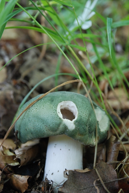 plávka zelenkastá Russula virescens (Schaeff.) Fr.