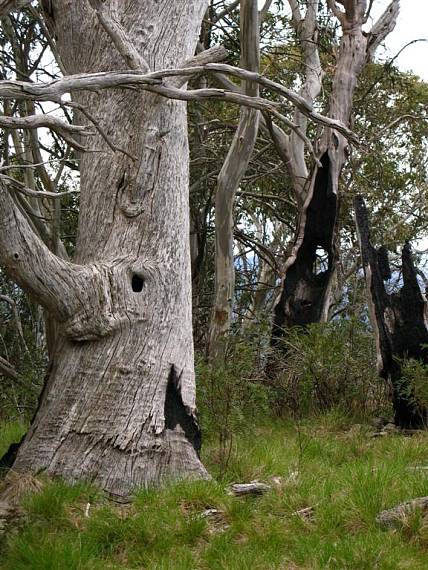 elefant tree