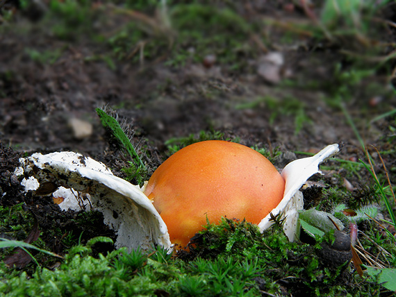 muchotrávka cisárska Amanita caesarea (Scop.) Pers.