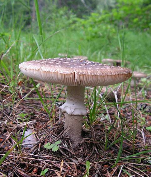 muchotrávka hrubá Amanita excelsa (Fr.) Bertill.