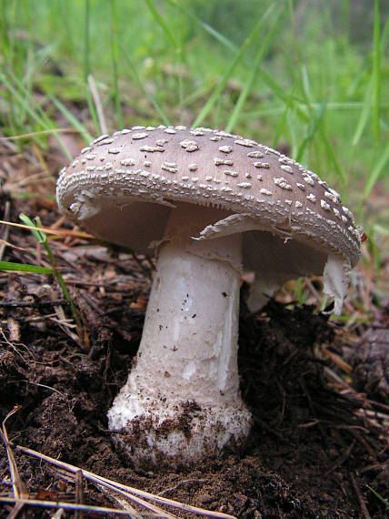 muchotrávka hrubá Amanita excelsa (Fr.) Bertill.