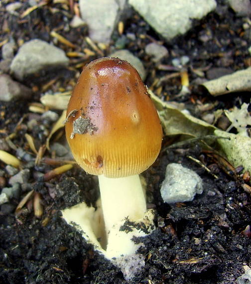 muchotrávka plavohnedá Amanita fulva Fr.