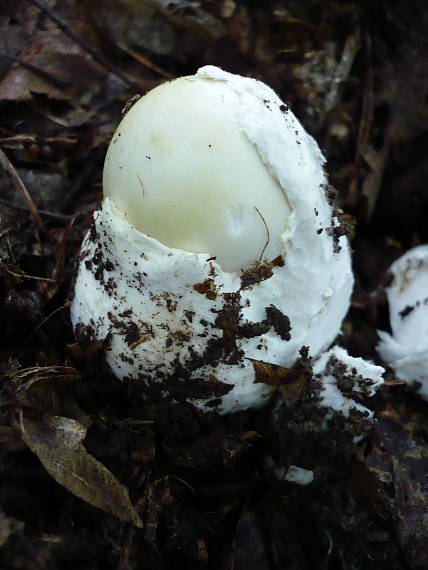 muchotrávka zelená  Amanita phalloides (Vaill. ex Fr.) Link