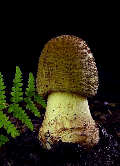 muchotrávka červenkastá Amanita rubescens Pers.