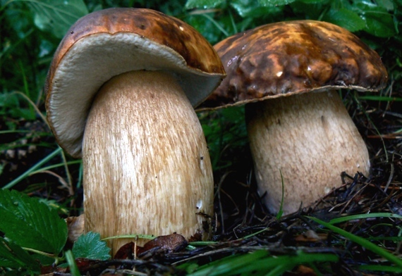 hríb bronzový Boletus aereus Bull. ex Fr.