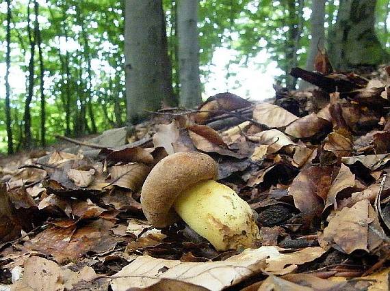 hríb príveskatý Butyriboletus appendiculatus (Schaeff. ex Fr.) Secr.