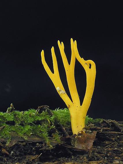 parôžkovec lepkavý Calocera viscosa (Pers.) Fr.