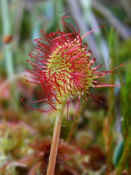 rosička okrúhlolistá Drosera rotundifolia L.