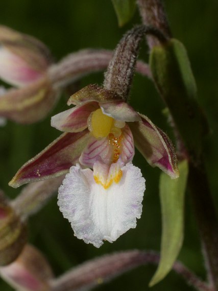 kruštík močiarny Epipactis palustris (L.) Crantz