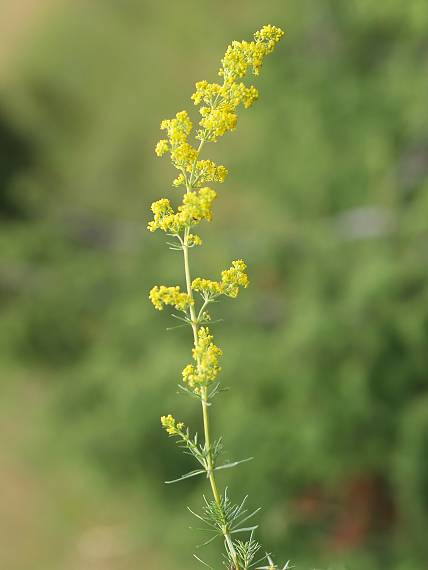 lipkavec syridlový (pravý) Galium verum L.