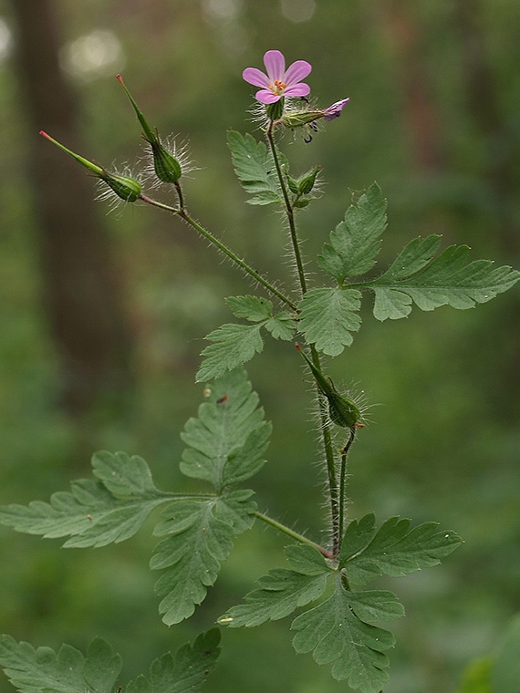 pakost smradľavý Geranium robertianum L.