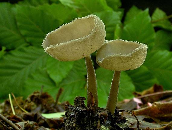 chriapač brvitý Helvella macropus (Pers.) P. Karst.