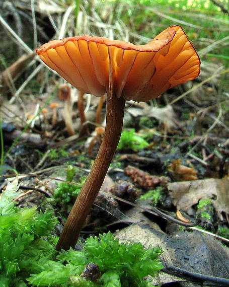 lakovka Laccaria sp.