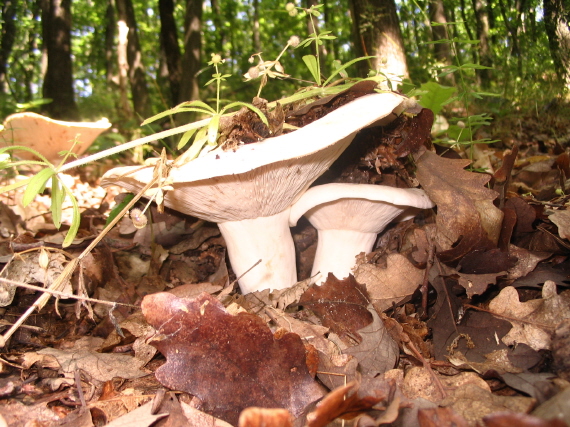 rýdzik korenistý Lactarius piperatus (L.) Pers.