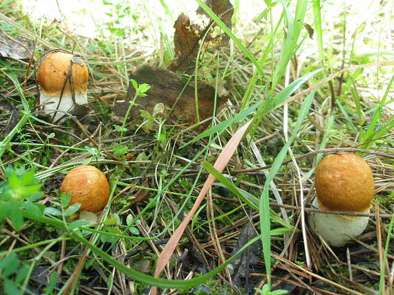 kozák osikový Leccinum albostipitatum den Bakker & Noordel.