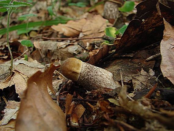 kozák hrabový Leccinum pseudoscabrum (Kallenb.) Šutara