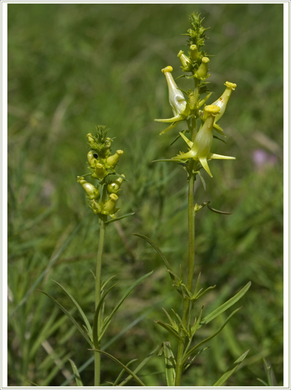 pyštek obyčajný Linaria vulgaris Mill.